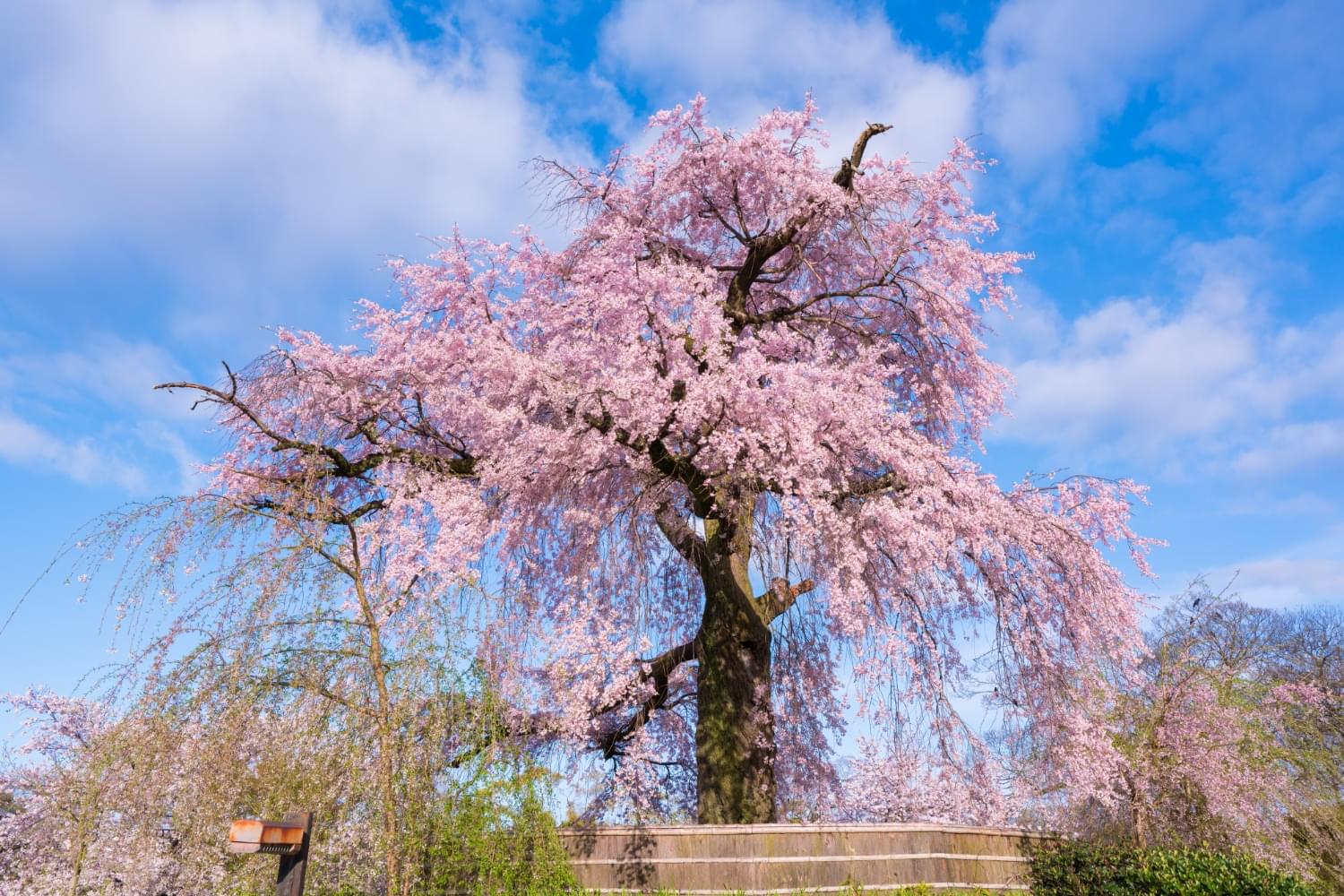 円山公園