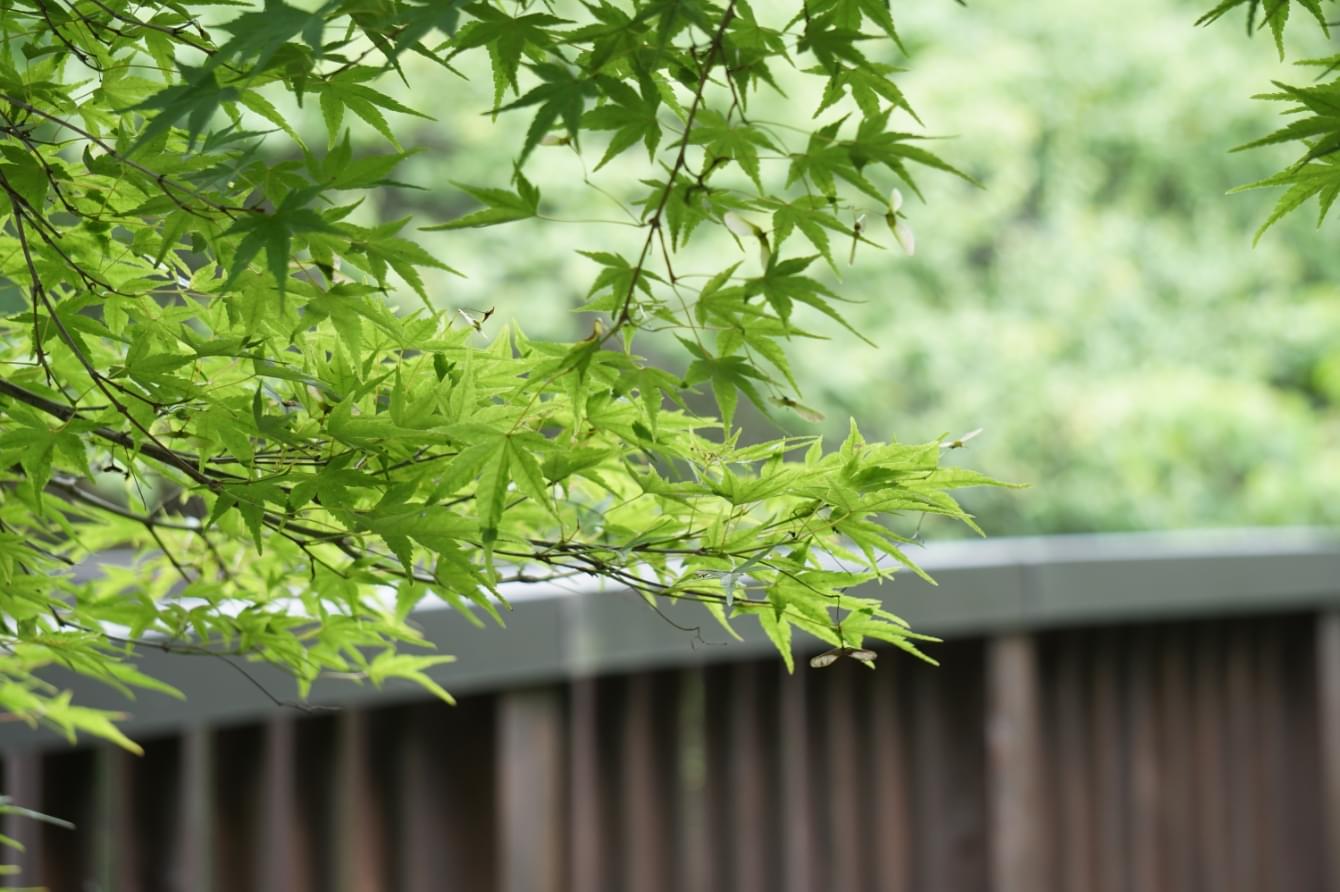 京都夏イメージ画像